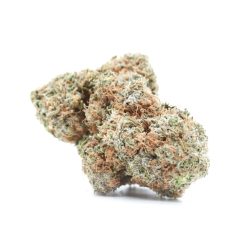 Chocolope (AAA)