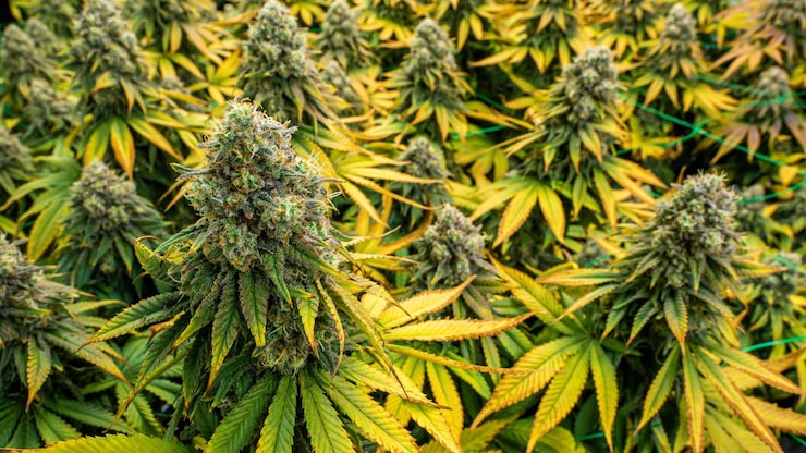 Mail Order Marijuana Halifax