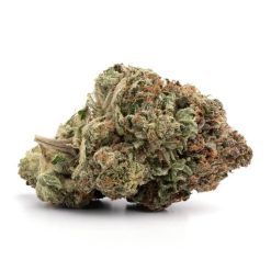 OG Shark (AAA+)