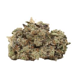 Pink Banner Strain Craft Canada