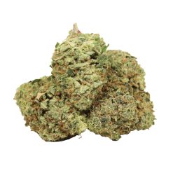 Red Congolese Strain