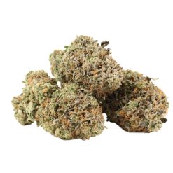Alternative view of Comatose OG Kush