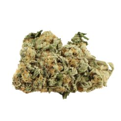 Master Kush Strain Canada