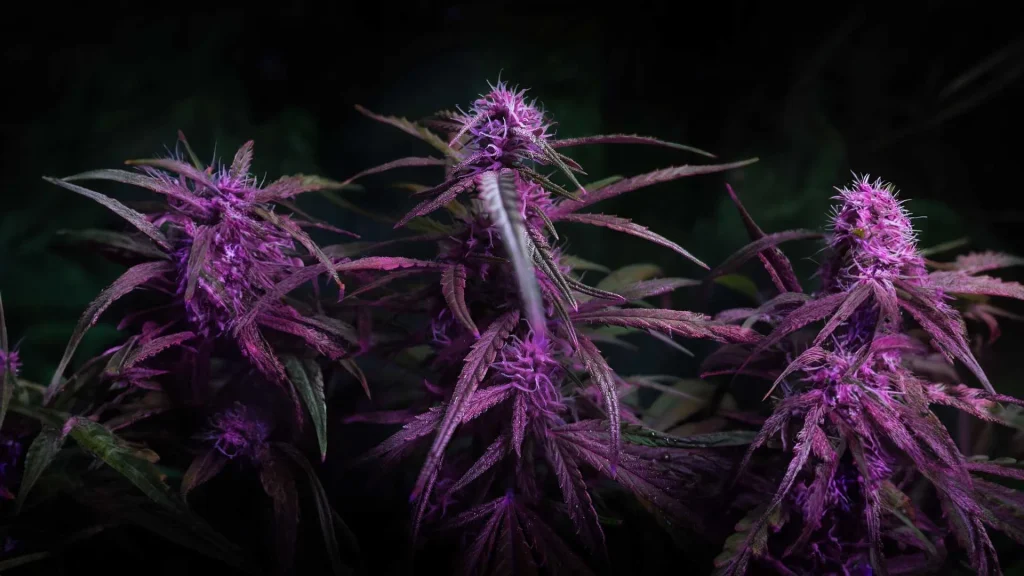 Purple Haze Strain
